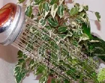 Хвороби фікусу та шкідники - як лікувати та позбутися недуг фікусу