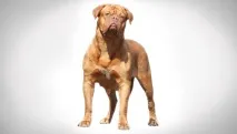 dogue характер