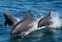 море Черно море