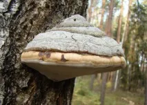 лісові