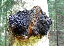 лісові