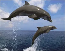 черно море
