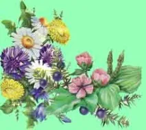 лечебните лечебни билки