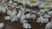 Що потрібно, щоб почати домашнє вирощування бройлерів як бізнес почати