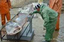 Чудовисько Каспійського моря каспійського