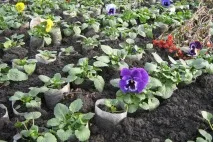 Квіткові культури – які квіти сіяти на розсаду у лютому квіти