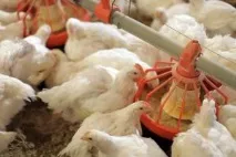 Що потрібно, щоб почати домашнє вирощування бройлерів як бізнес домашнє