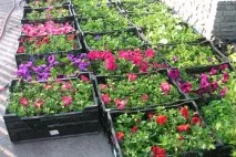 Квіткові культури – які квіти сіяти на розсаду у лютому квіти