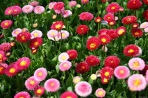 Квіткові культури – які квіти сіяти на розсаду у лютому квіткові