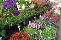 Квіткові культури – які квіти сіяти на розсаду у лютому квіткові