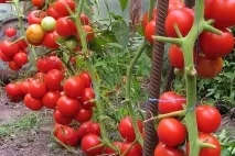 Що робити на дачі у Серпні робити