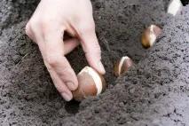 Що робити на дачі у Серпні робити