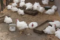 Що потрібно, щоб почати домашнє вирощування бройлерів як бізнес почати