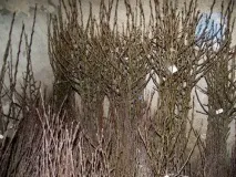 Що потрібно знати про вигонку бузку, Квіти в саду (Садиба) бузку