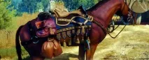 cheat witcher