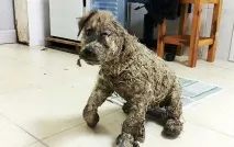 Діти кинули собаку, обливши її клеєм, але вона не збиралася здаватися кинули