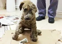 Діти кинули собаку, обливши її клеєм, але вона не збиралася здаватися собаку