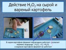 Дія H2O2 на сиру та варену картоплю картоплю