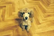 кучешко породи