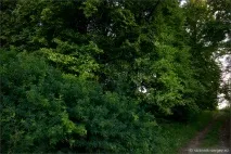 стара парк