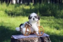 породи санкт