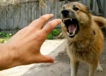 любимци домашни