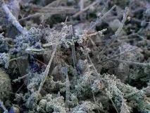 Домашня пил несподівані способи впливу на людину домашня