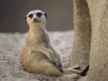 Домашній сурикат місце