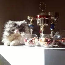 Довгошерстий кіт Цезар підкорює Instagram (17 фото) instagram