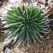 година образува echium