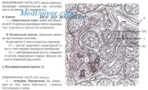 активност клетките островни клетки