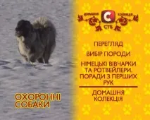 MPEG2