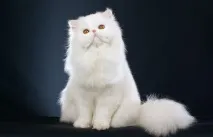 дълга коса дълга коса