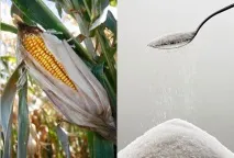 Фруктоза користь чи шкода фруктози