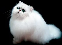 котки дълга коса