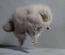 декартова котка дълга коса