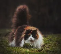дълга коса декартова котка