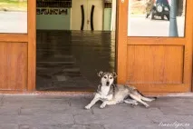 Місто Телаві, Кахетія, Грузія - пам’ятки та фото місто