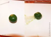 страна начинаещи
