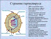 Герпетична інфекція види, причини, симптоми, діагностика та методи лікування герпетична