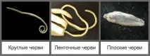 глисти