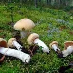ковпак