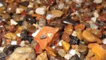 аквариумни растения