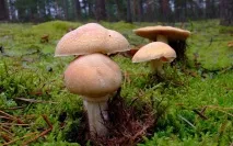 кільчастий