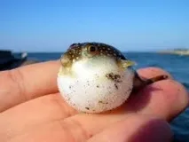 риби