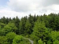какви видове