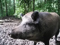 дива свиня дивата свиня
