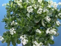 Яка земля потрібна для грошового дерева склад грошового