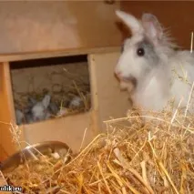 дървени стърготини кучило