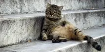 Як годувати кота в спеку - Правильне харчування вашого кота та кішки годувати